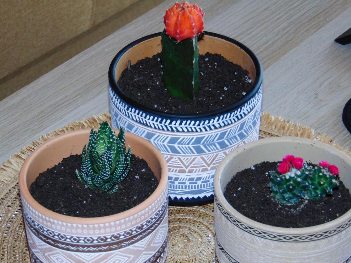 The Orange Cactus Daire Sparta Dış mekan fotoğraf